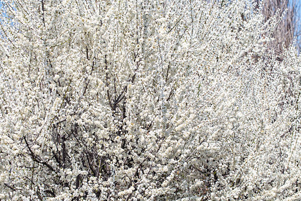 istock Blooming tree branches against clear blue sky. Spring, nature, freshness and calmness. 2242611694