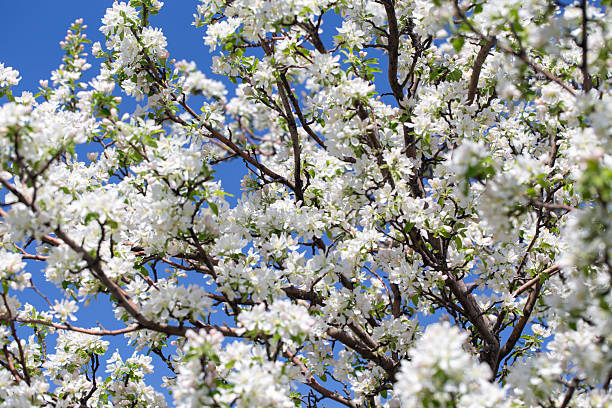 istock Apple tree branches covered in delicate white blossoms reach up toward the clear blue sky 2242611703