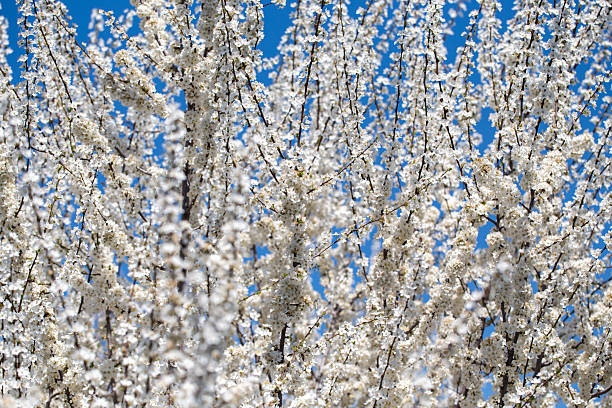istock Blooming tree branches against clear blue sky. Spring, nature, freshness and calmness. 2242611816
