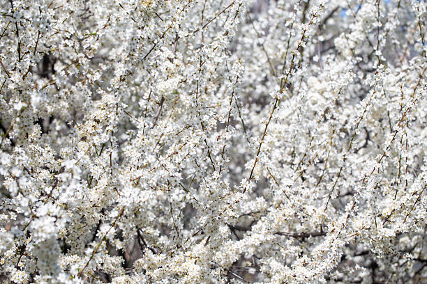 istock Delicate white petals contrasting with sunny sky background, celebrating nature's rebirth. 2242611862