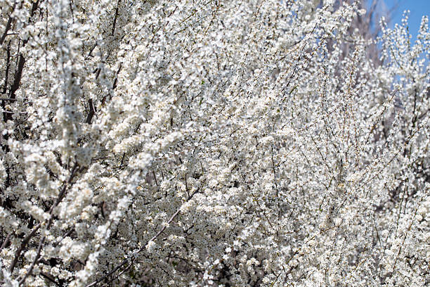 istock Blooming tree branches against clear blue sky. Spring, nature, freshness and calmness. 2242611866