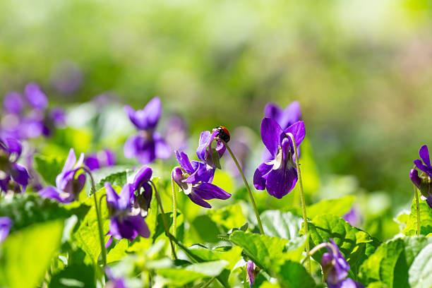Spring flowers. Violet violets flowers bloom in the spring forest. Viola odorata