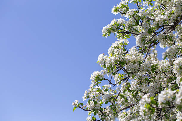 istock Bright apple tree flowers bloom, signaling the arrival of spring. 2242611958