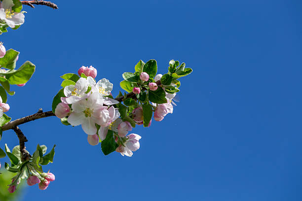 Blooming apple tree branch with white flowers against clear blue sky, spring nature background
