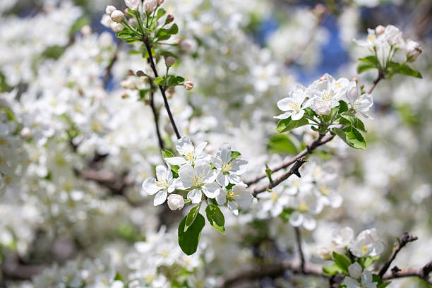 White apple tree flowers in sunlight on bright blue sky, perfect for springtime themes.