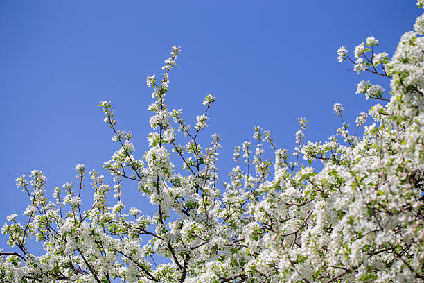 istock White apple tree flowers in sunlight on bright blue sky, perfect for springtime themes. 2242611980
