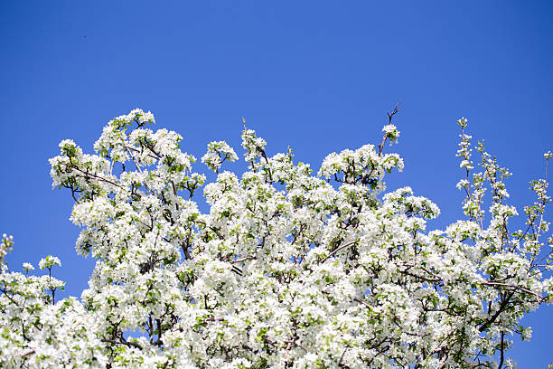 istock Natural spring background with apple blossoms and deep blue sky, floral landscape image. 2242611995