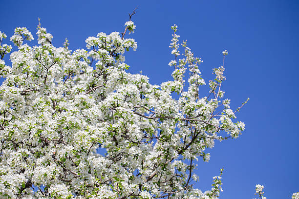 istock Natural spring background with apple blossoms and deep blue sky, floral landscape image. 2242612001