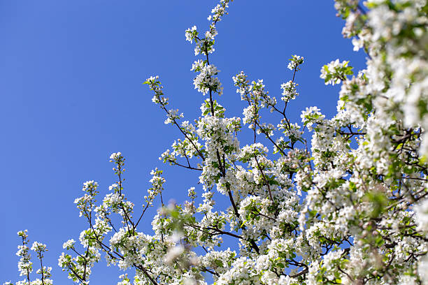 istock Bright apple tree flowers bloom, signaling the arrival of spring. 2242612006