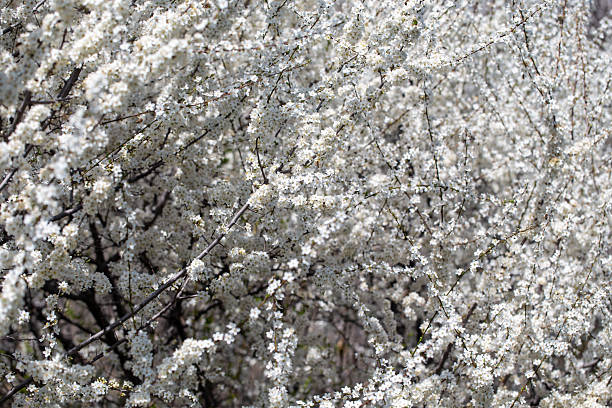 istock Floral branches stretching across the clear spring sky, inviting a peaceful mood. 2242612106