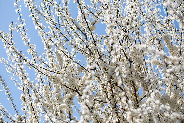 istock Blooming tree branches against clear blue sky. Spring, nature, freshness and calmness. 2242612158