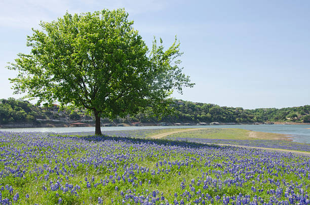 istock Field of Texas Bluebonnets in Full Bloom 2242612174