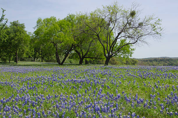 istock Field of Texas Bluebonnets in Full Bloom 2242612179