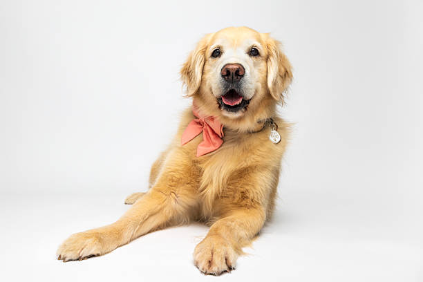 istock Relaxed Golden Retriever with Pink Bow 2242614151