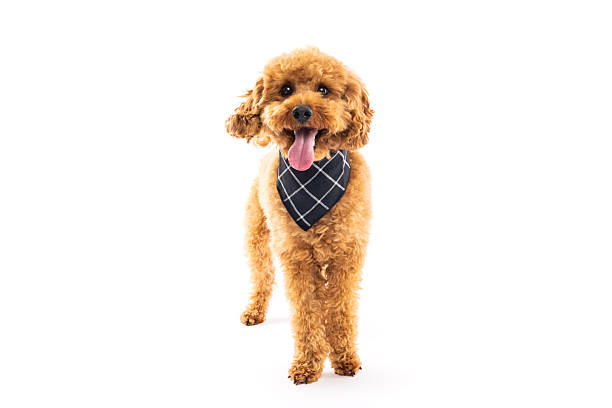 istock Happy Poodle Wearing Plaid Bandana 2242614295