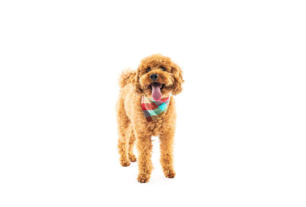 istock Playful Apricot Poodle with Bright Bandana 2242614296