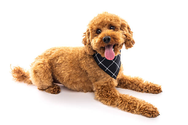 istock Relaxed Poodle with Plaid Bandana 2242614300
