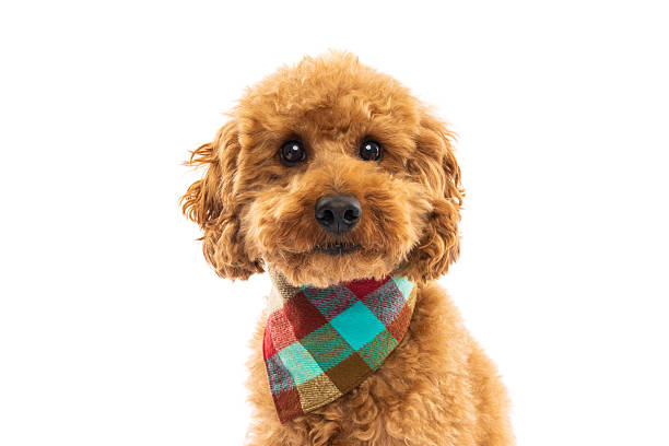 istock Poodle Wearing Colorful Checkered Bandana 2242614301
