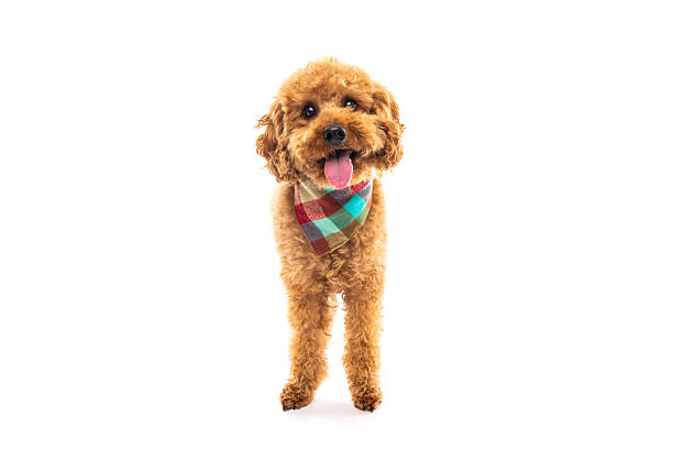 istock Happy Poodle with Colorful Bandana 2242614302