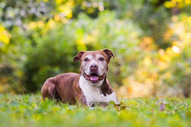 istock Senior Dog Resting in the Grass 2242614398