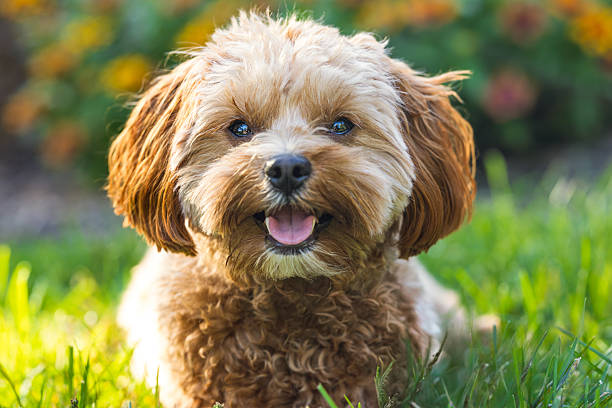 istock Smiling Brown Dog in Sunny Garden 2242614425