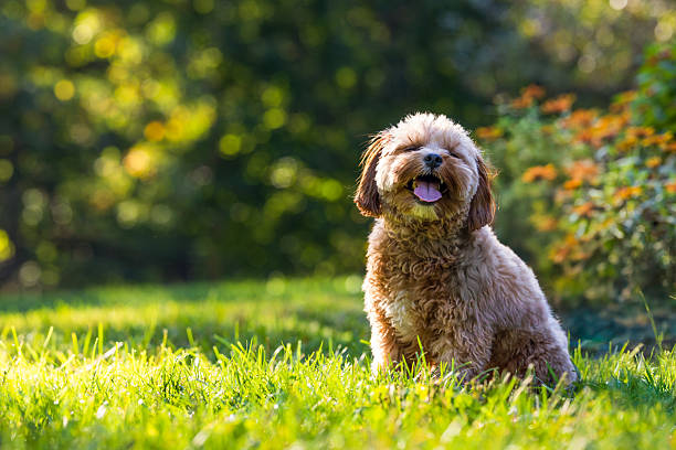 istock Fluffy Brown Dog Sitting in the Sun 2242614428