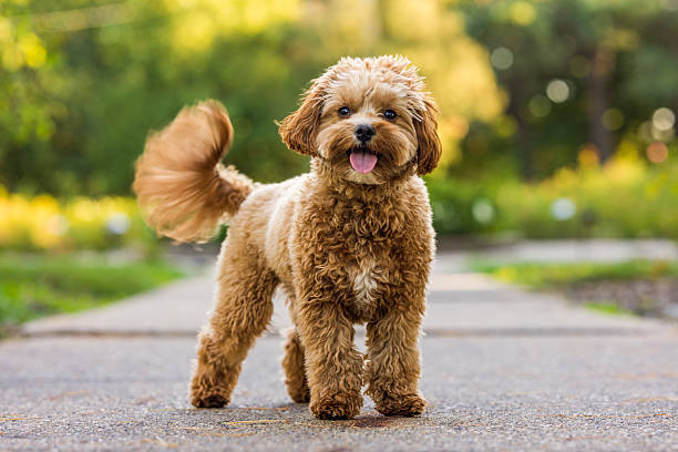 istock Playful Brown Dog on Park Path 2242614434