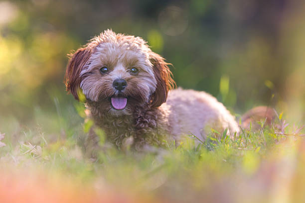 istock Brown Dog Resting in Meadow Grass 2242614440