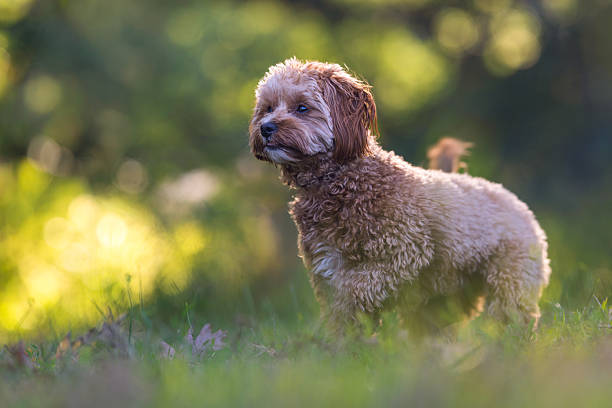 Fluffy Brown Dog Standing in the Grass