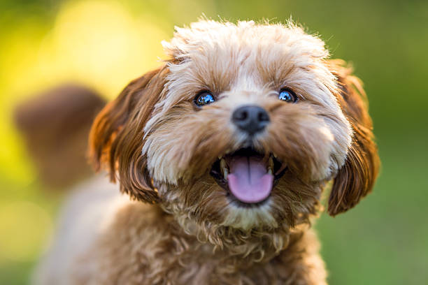 Happy Brown Dog in Sunlight