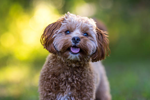 istock Smiling Brown Dog Outdoors 2242614962