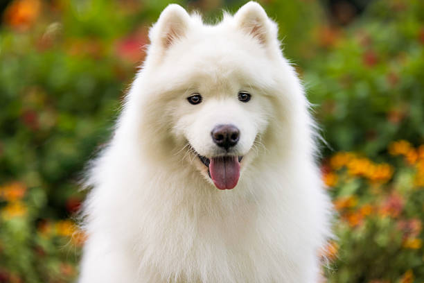 istock Samoyed Dog in Blooming Garden 2242614969