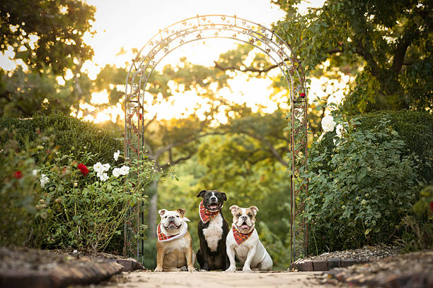 Three dogs wearing red bandanas sit together on a garden pathway surrounded by greenery and flowers, with warm sunlight filtering through the trees.