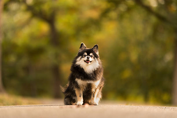 istock Cute Fluffy Dog in Autumn Park 2242615086