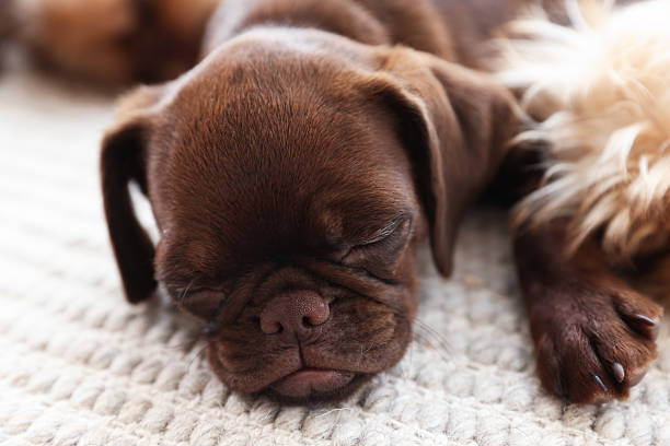 istock Cute Griffon puppies on rug at home 2242615108