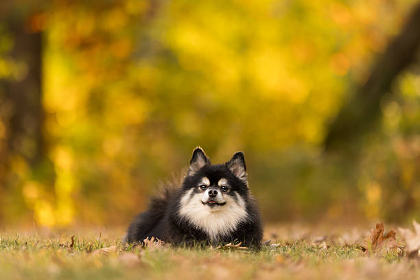 A small black and white fluffy dog lies calmly on the ground surrounded by fallen leaves and golden autumn trees in soft, warm sunlight.
