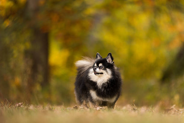 istock Fluffy Dog Walking in Autumn Park 2242615121