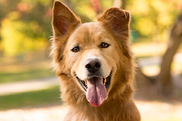 A cheerful golden dog with its tongue out smiles at the camera, basking in the warm sunlight with soft trees and autumn tones in the background.