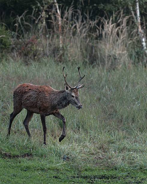 istock Young stag in misty meadow at dawn 2242615942