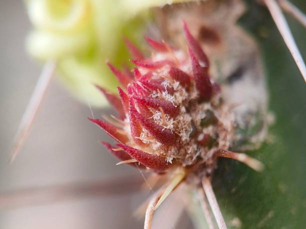 Closeup of Mammillaria Cactus with Blooming Pink Flowers