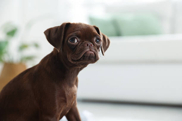 Cute Brabancon Griffon puppy indoors, space for text