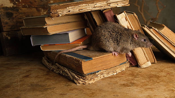istock An antique old books and brown, gray rat. 2242617519