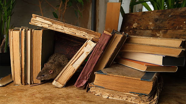 istock An antique old books and brown, gray rat. 2242617526