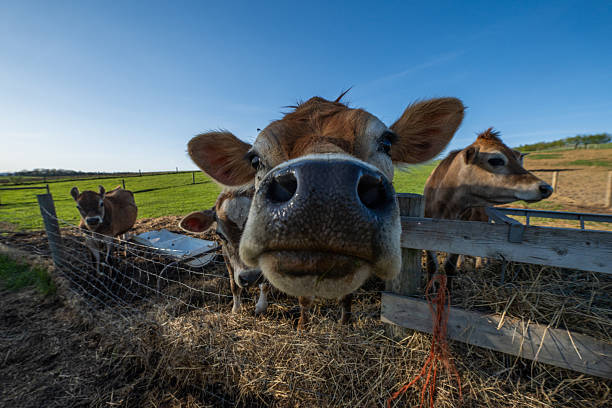 istock Jersey Cows at Pennsylvania Farm 2242618078