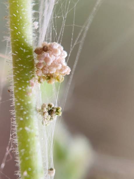 istock Close up of spider mite infestation 2242619468
