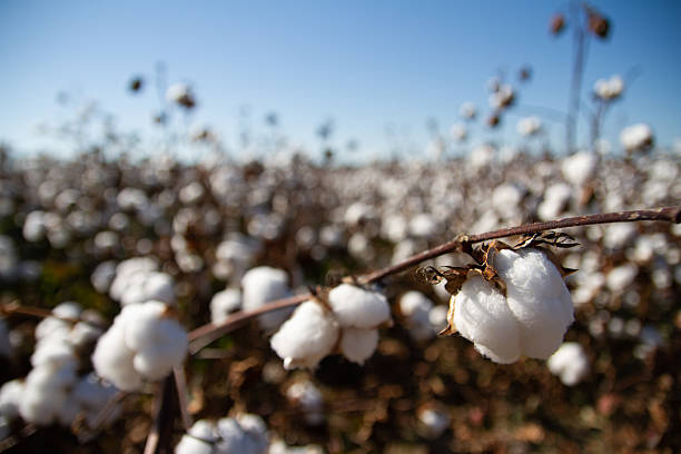istock Cotton Field in full bloom awaiting harvest 2242619481