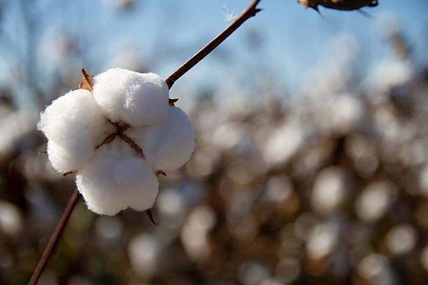 istock Cotton Field in full bloom awaiting harvest 2242619617