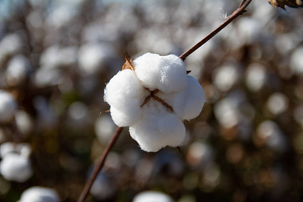 istock Cotton Field in full bloom awaiting harvest 2242619630