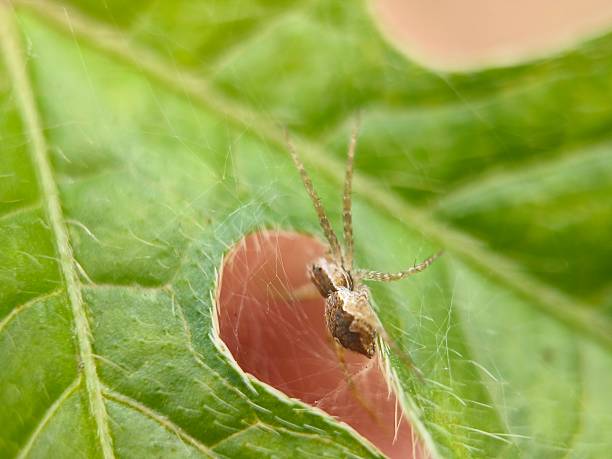 istock Baby spider on green leaf 2242619669