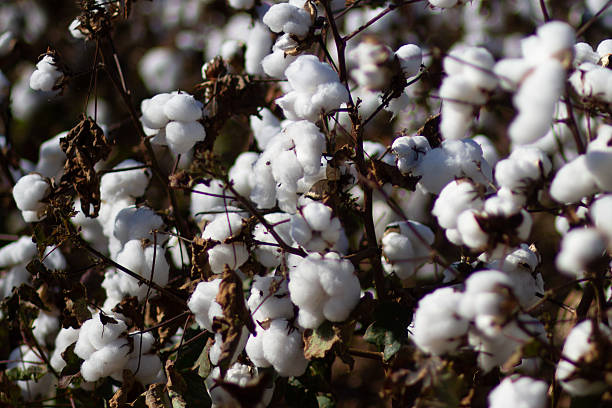 istock Cotton Field in full bloom awaiting harvest 2242619789